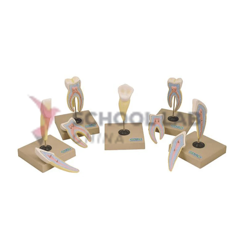 Human Teeth: Set of 5 Models